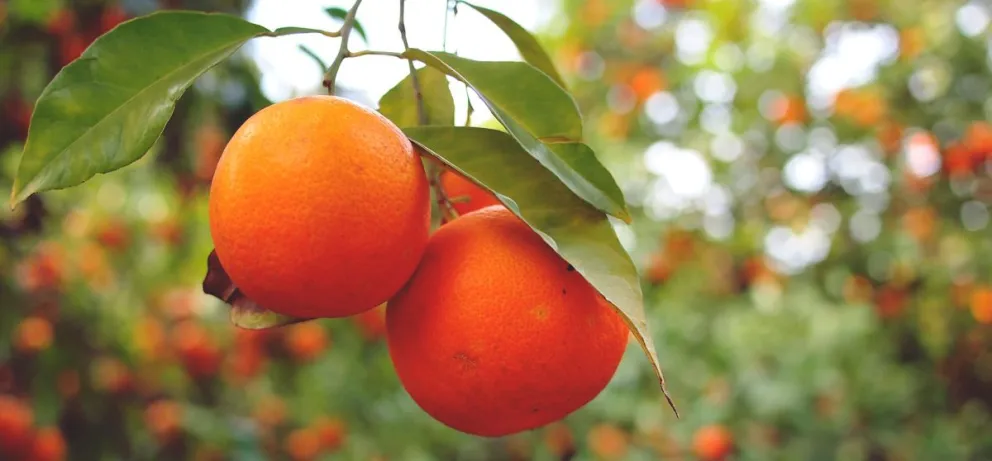 Sequía: productores alertan que en el 2023 podrían faltar naranjas y duraznos