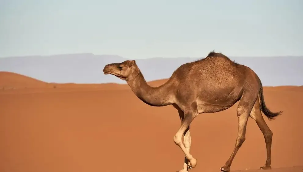 Virus del camello: qué es, cuáles son los síntomas y cómo se contagia