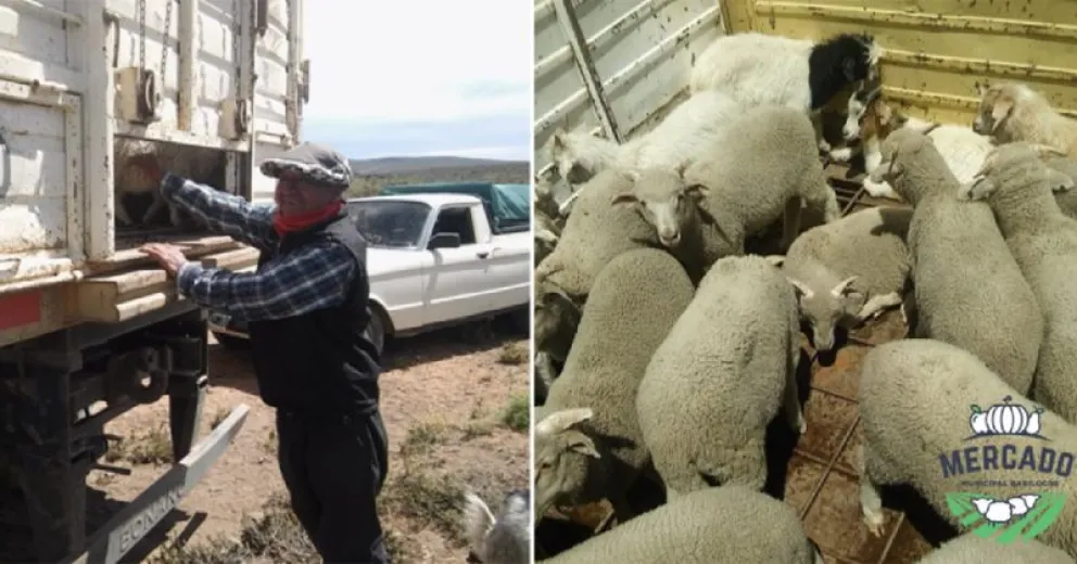 Chivos y corderos con precios acordados además de nuevos puntos de entrega en la ciudad