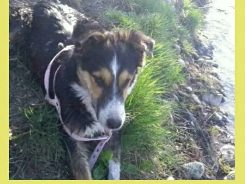 Formularon cargos al imputado que atropelló, huyó y luego regreso para matar a una perra