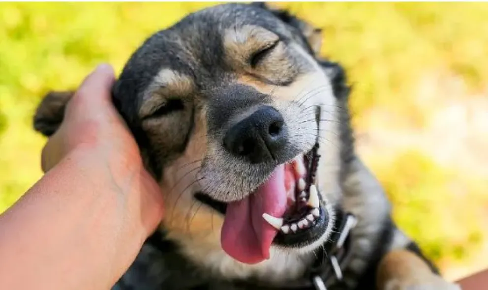 Pirotecnia: siete consejos para cuidar a tus mascotas durante las fiestas 
