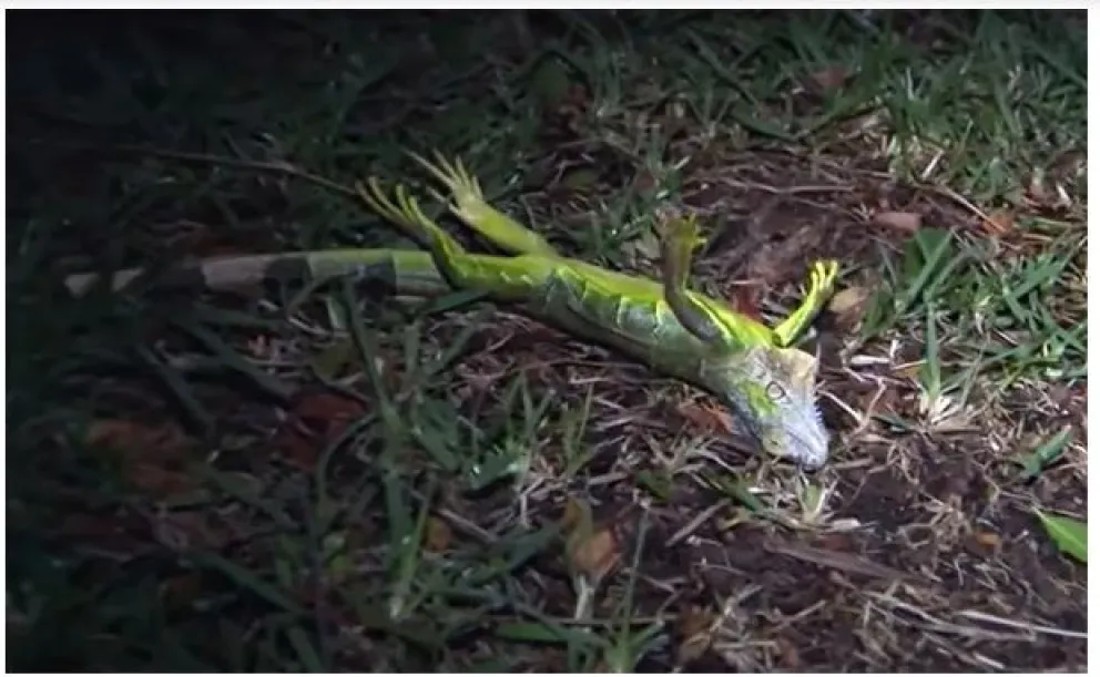 Alerta en Estados Unidos: por qué podrían llover iguanas