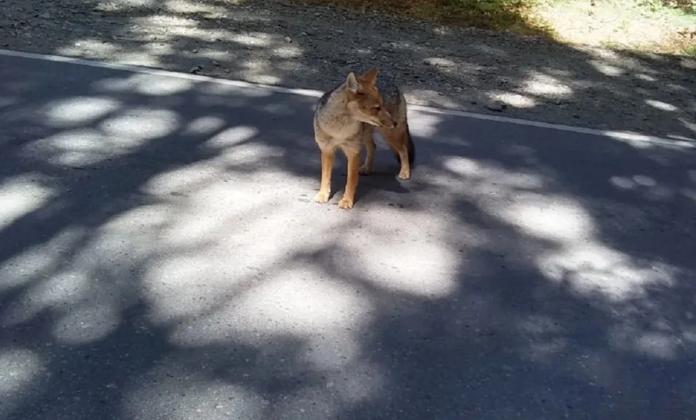 Se volvió a ver un zorro colorado en Circuito Chico 