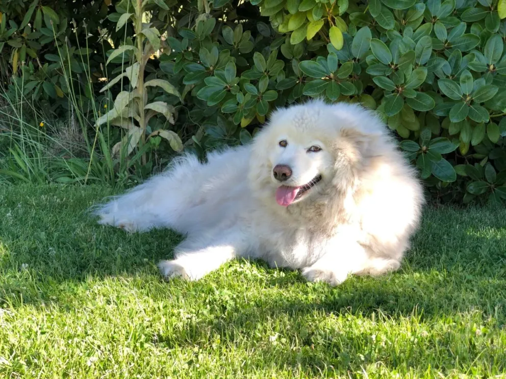 Una familia de Dina Huapi busca a Luna, su perra extraviada 