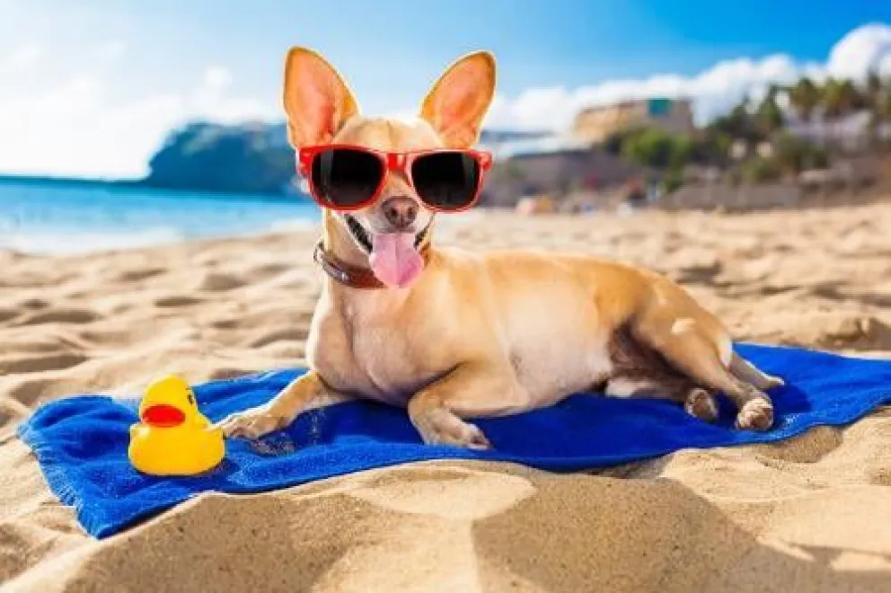 Vacaciones de verano con mascotas: conoce los trámites para viajar al exterior
