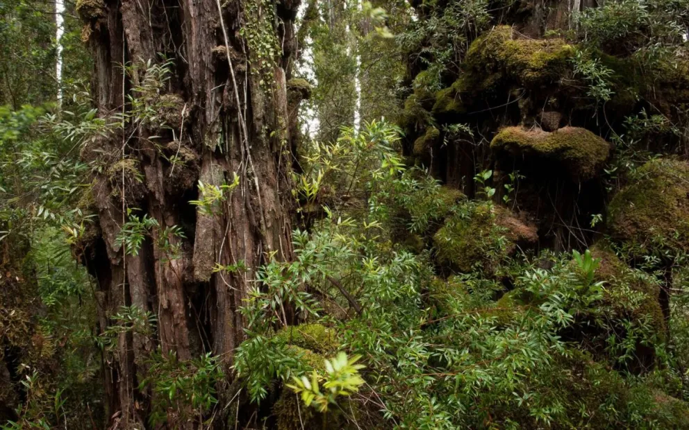 ¿Quiénes eran y qué hacían los peuquenes o genios de la montaña?