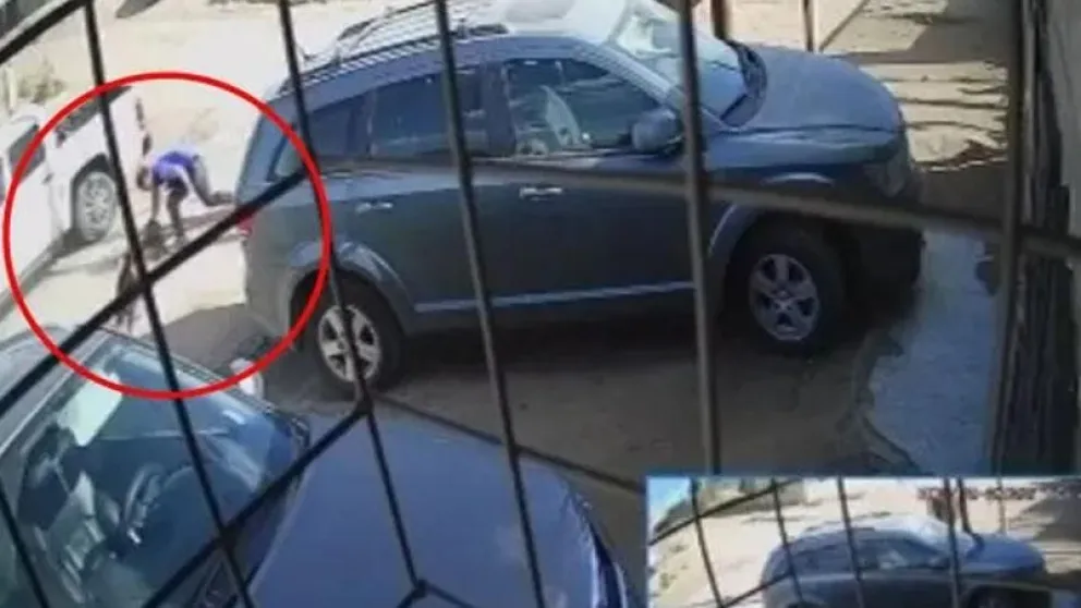 Video: un pitbull mordió a un adolescente y el padre apuñaló al perro