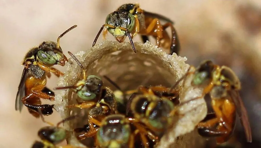 Un agricultor perdió la vida tras ser atacado por un enjambre de abejas en Misiones