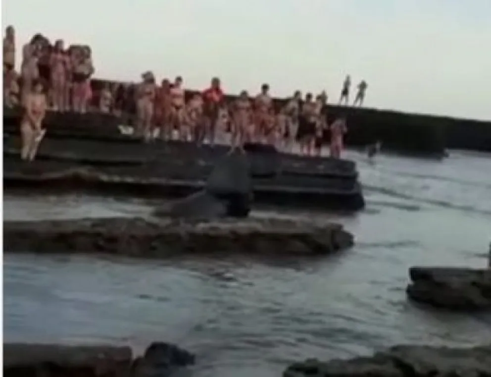 Varias personas se dedicaron a molestar a un lobo marino