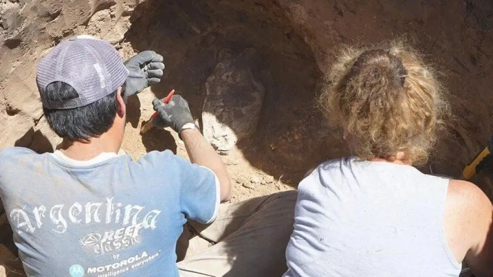 Increíble: encontraron restos de un Tigre Diente de Sable en Necochea