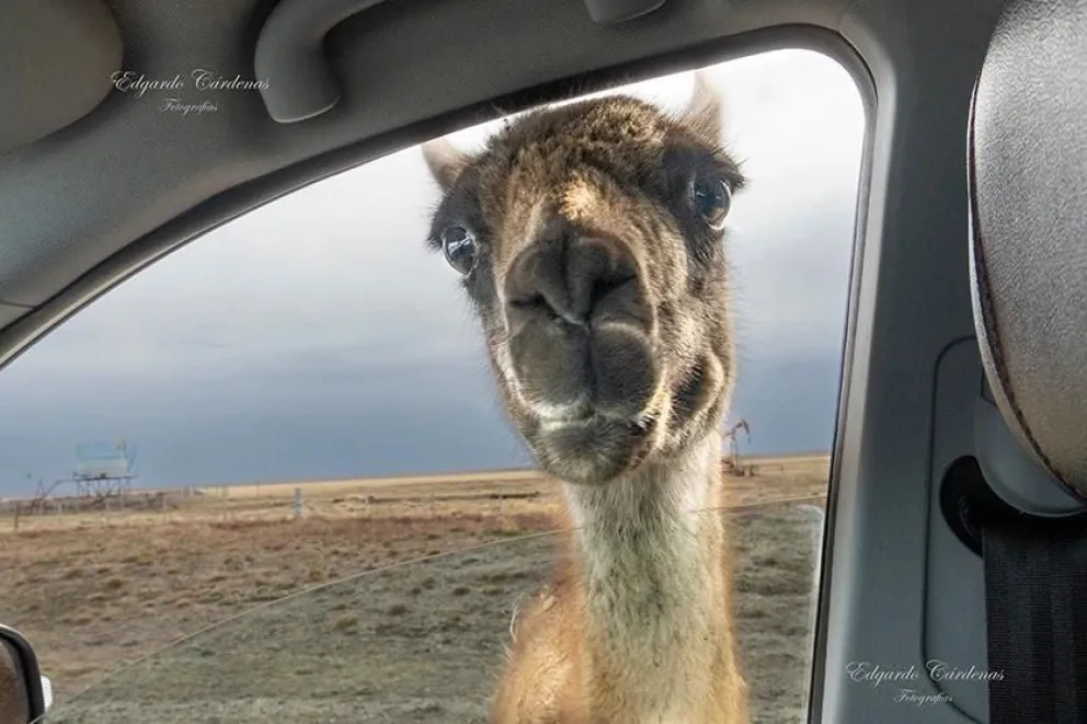 Encuentros con animales salvajes este verano: desopilantes y a veces peligrosos