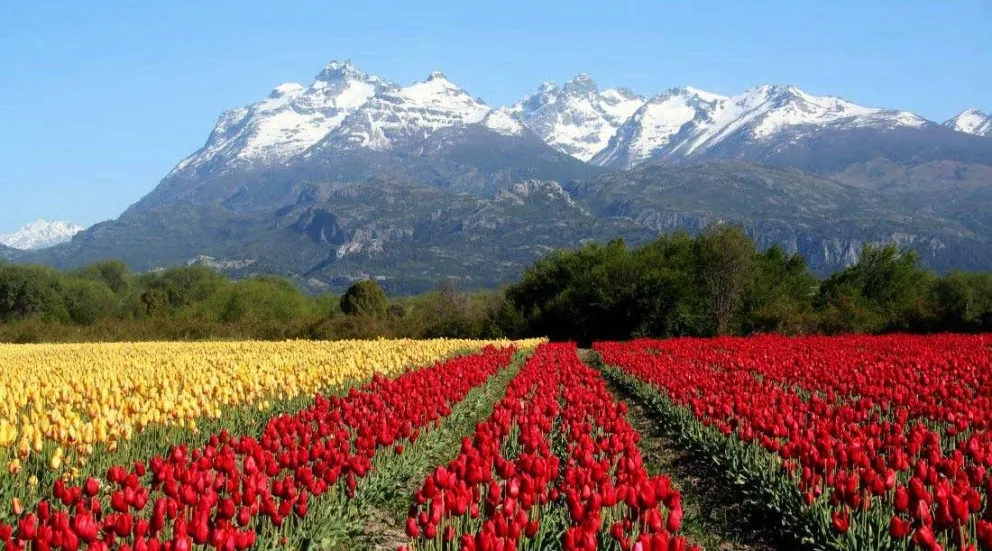 Falta muy poco para maravillarse en el campo de tulipanes