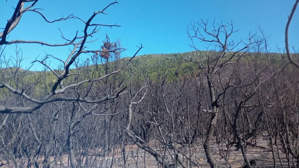 Luego de seis días de combate, lograron contener los incendios en río Ternero y El Foyel