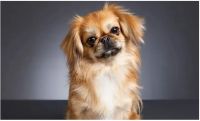 Prohibirán la reproducción de perros de "nariz chata": de qué se trata la medida