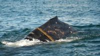 Puerto Madryn: visualizan una ballena con una soga enrollada en el cuerpo