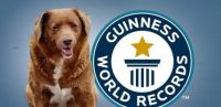 Bobi, el perro que rompió un Récord Guinness por su edad: cuánto cumplió