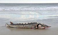 Estados Unidos: encontraron el cadáver de un esturión atlántico prehistórico en una playa