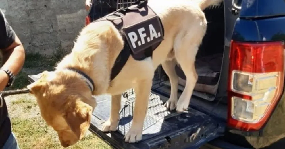 Viajaba hacia Bariloche con flores de marihuana en un frasco y lo descubrió “Cratos”