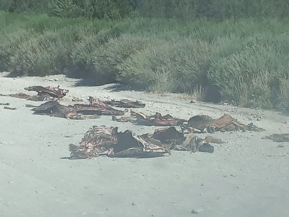 Hallan en ruta de Circunvalación restos de ciervos faenados