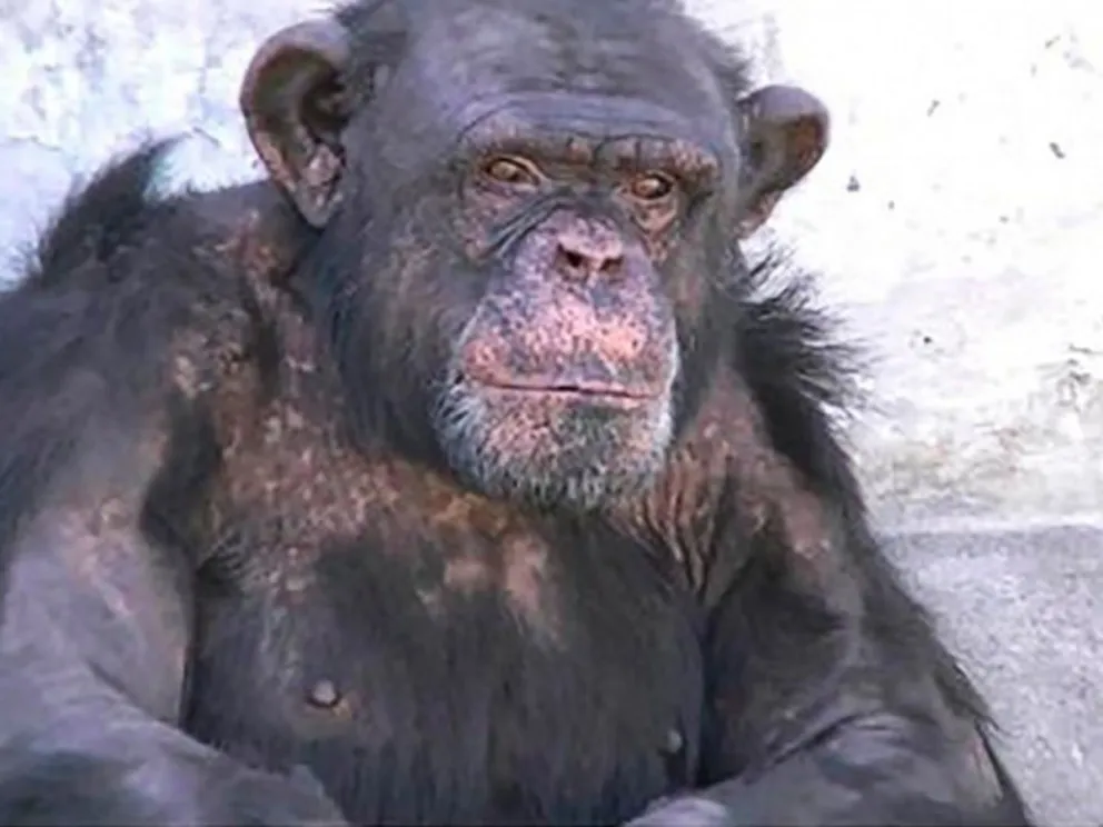 Chimpancé Toti: la Corte Suprema dejó firme el fallo que ordena el traslado