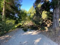 Un árbol se partió al medio frente a la laguna Fantasma y tuvieron que cerrar la calle Nahuel Huapi