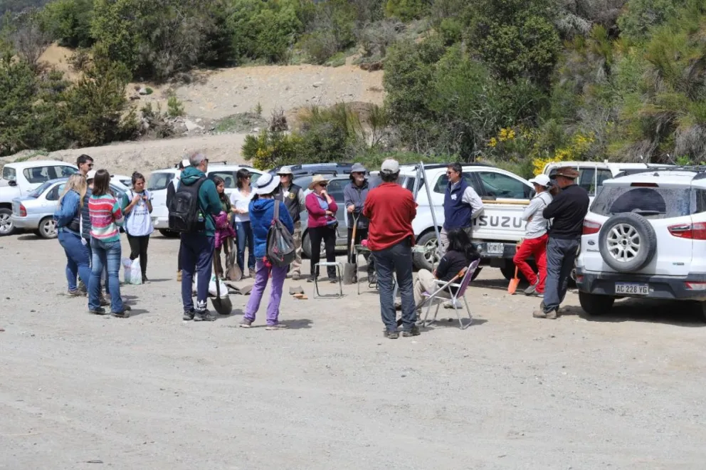 Invitan a la segunda jornada de remoción de pinos invasores