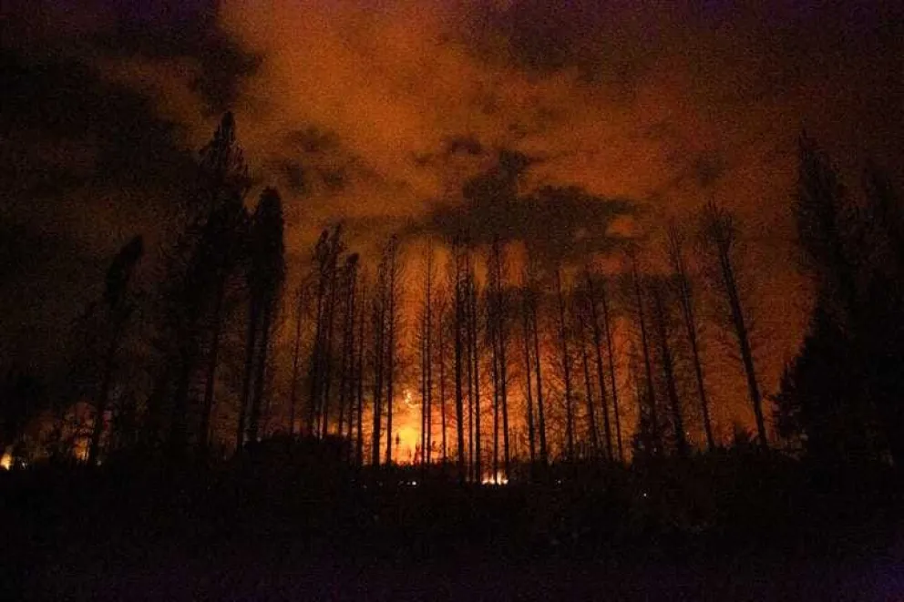 En cuatro años se perdieron más de 25 mil hectáreas de bosque nativo