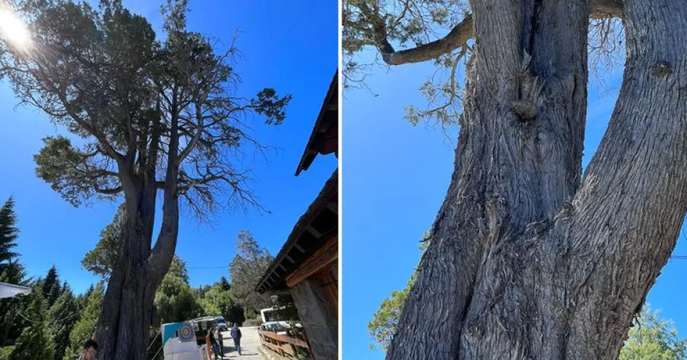Voltearán un gran ciprés con riesgo de caída en la Capilla San Eduardo de Llao Llao