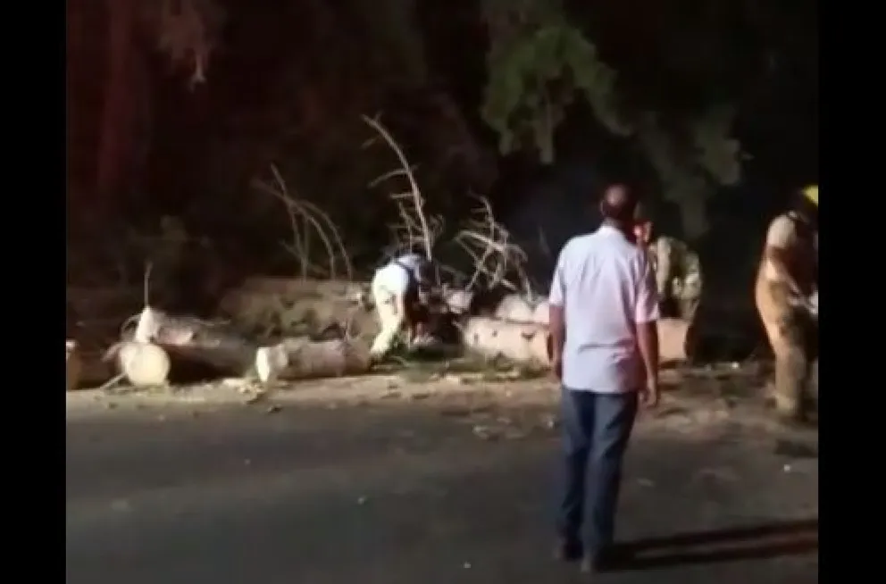 Se desplomó un enorme pino sobre Bustillo y tuvieron que cortar el tránsito 