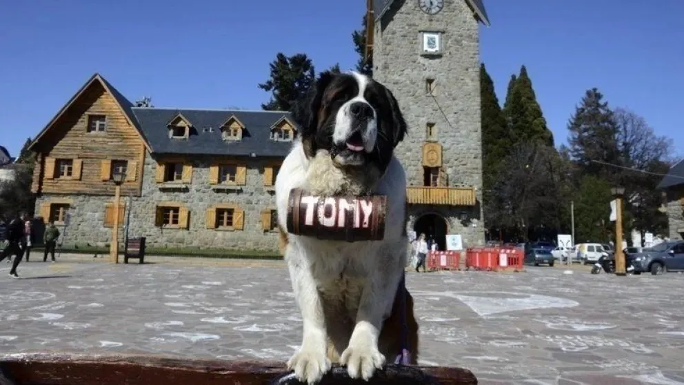 Por medio de una aplicación juntan firmas para terminar con las fotografías con perros san bernardo 