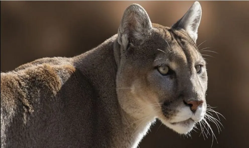 Vecinos vieron un puma en el Oeste de Bariloche