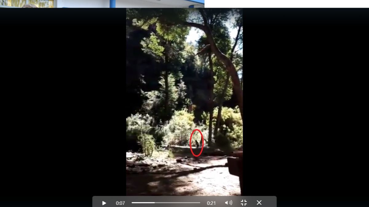 Graban en video la aparición de un duende en Bariloche