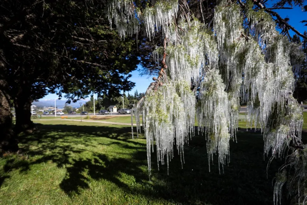Las estalactitas en un árbol causaron sensación en turistas y residentes de Bariloche