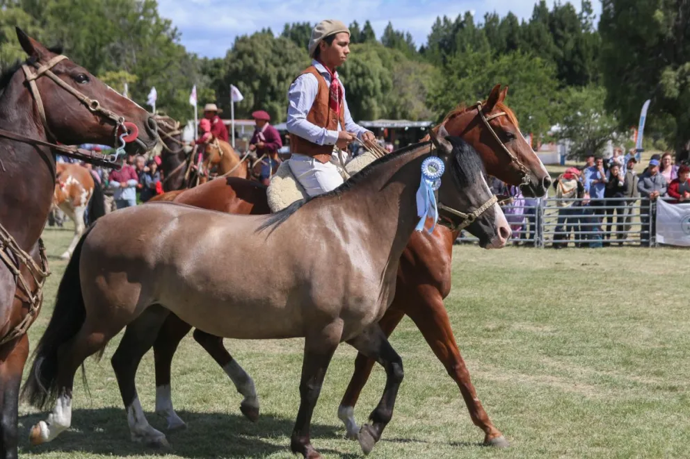 Por el fuego que afecta a la región, este año no habrá exposición.