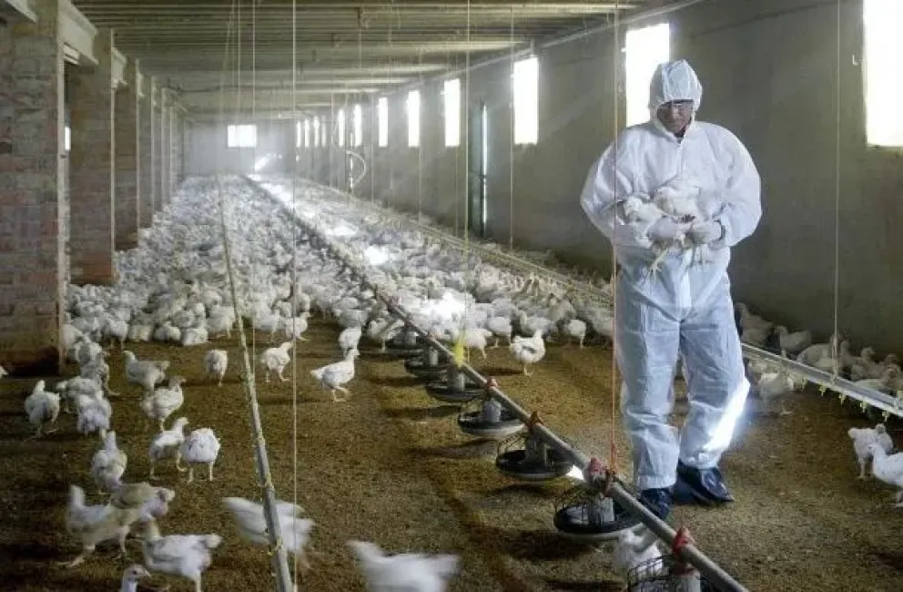 Alerta por la gripe aviar en Argentina: refuerzan los controles en las fronteras de Entre Ríos y Uruguay