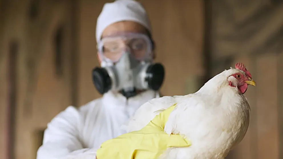 La influenza aviar llegó a Río Negro