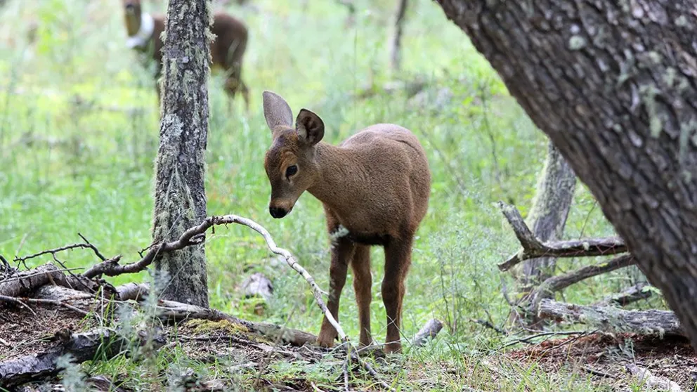 Shehuen está creciendo: el primer huemul nacido en cautiverio en más de siete décadas