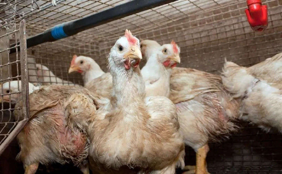 Suspendieron las exportaciones de pollo y huevo por un caso de gripe aviar en Río Negro