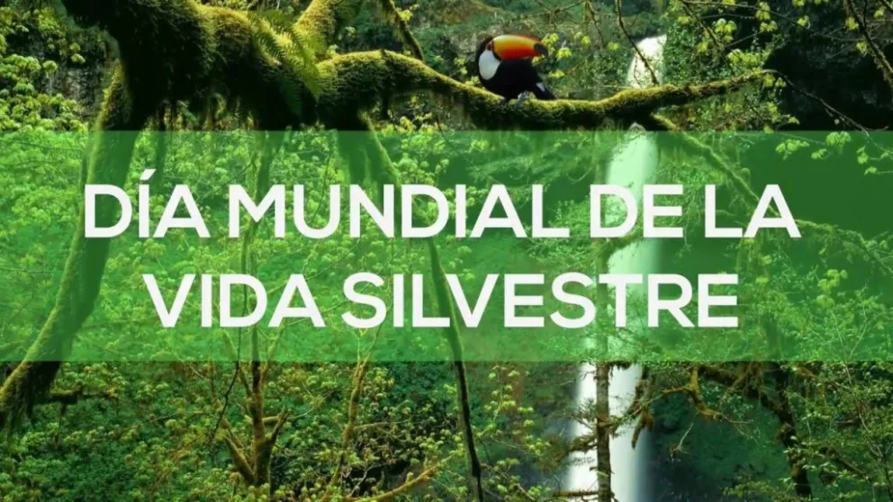 Día Mundial de la Vida Silvestre: cuáles son los animales en peligro de extinción en Argentina