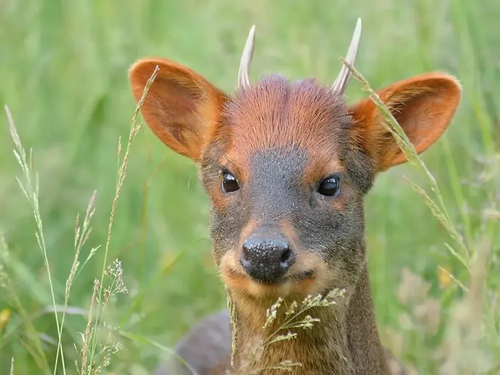 El pudú no está tan jugado como el huemul