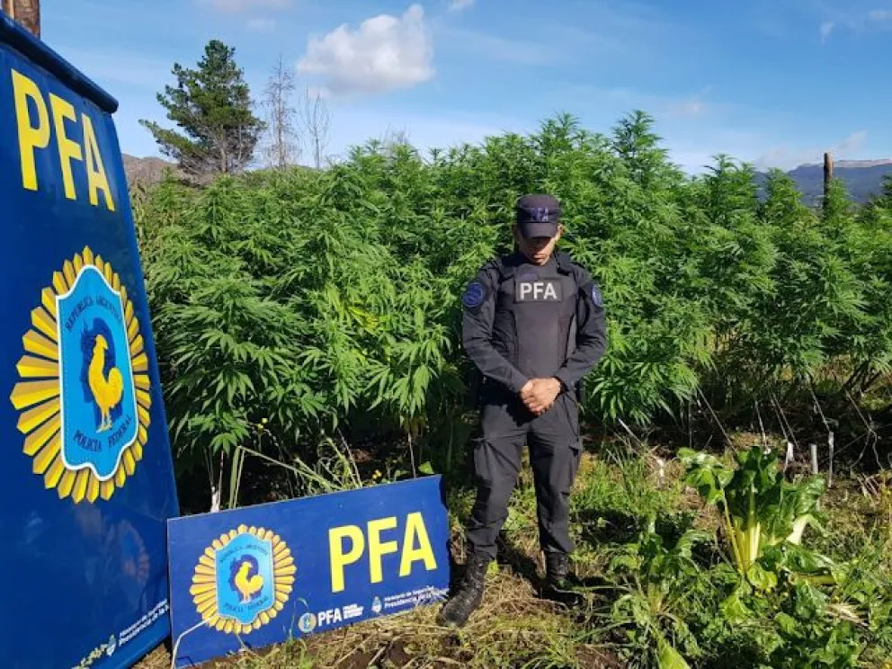 Descubren tres campos de plantación y producción de marihuana