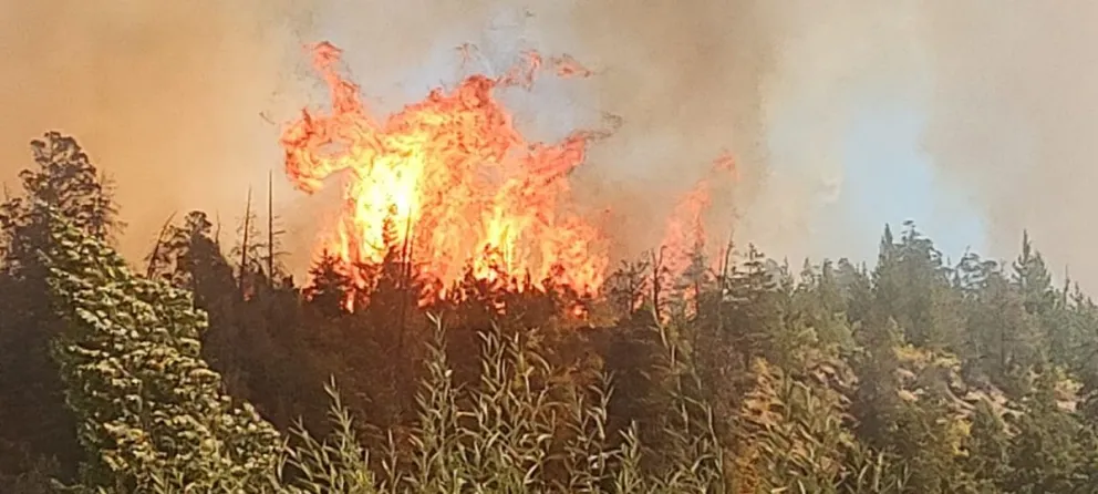 Desde el INTA Bolsón solicitan no retirar árboles del sector de Cascada Escondida