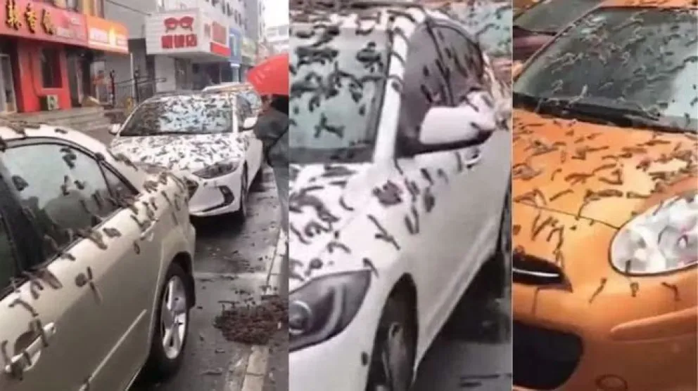 Una lluvia de gusanos en China se viralizó en redes sociales: ¿Por qué ocurrió este fenómeno?