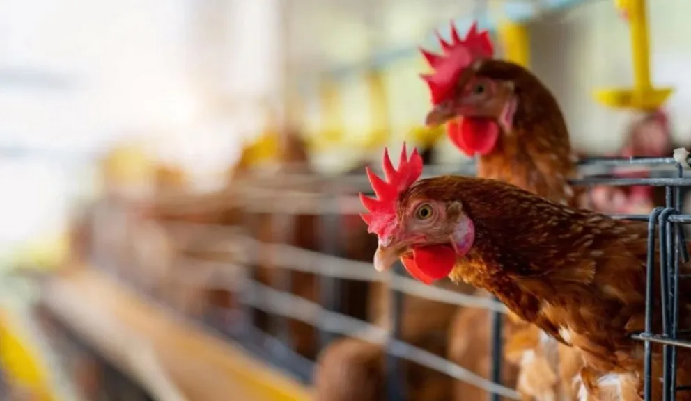 “Ingerir huevos o carne de aves no es de riesgo”