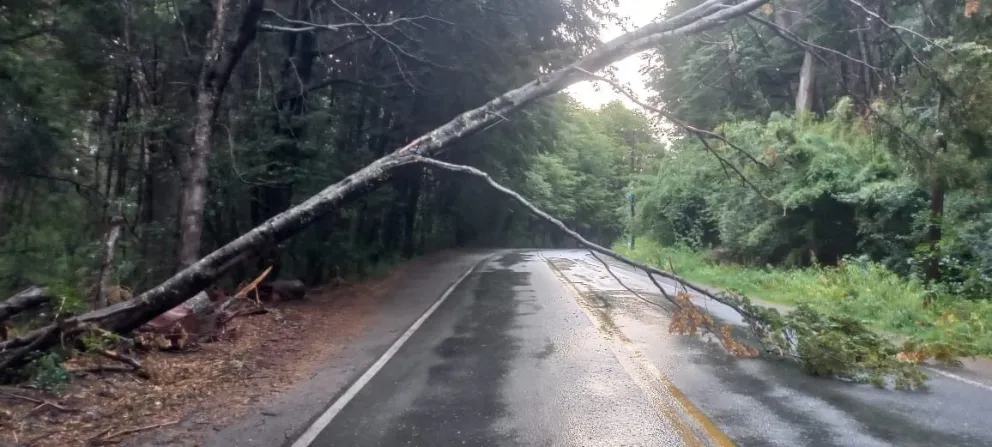 Cayó un árbol en Circuito Chico e interrumpió el tránsito vehicular