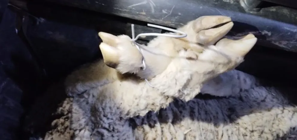 Los sorprendieron trasladando cuatro animales vivos: tres en la caja del rodado y uno en el habitáculo