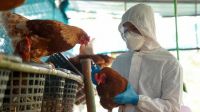Gripe aviar en humanos: cuáles son los riesgos reales para la salud 