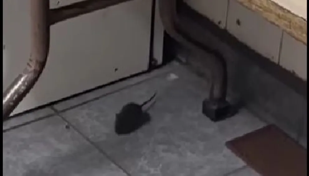Video: Preocupación por la aparición de una rata circulando en un aula de la Escuela 185