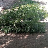 Allanaron buscando elementos robados y dieron con 160 plantas de marihuana