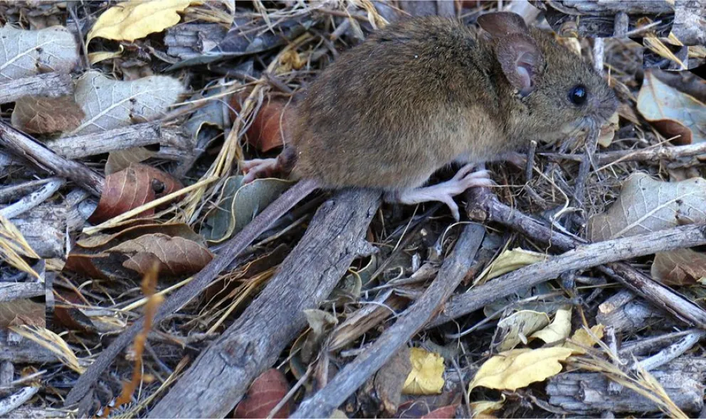 ¿Qué hago si me encuentro con un colilargo muerto?